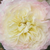 Galben - Trandafir nostalgic - Chapeau de Mireille